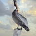 pelican_brown_can_v_0180_mex0190.jpg
